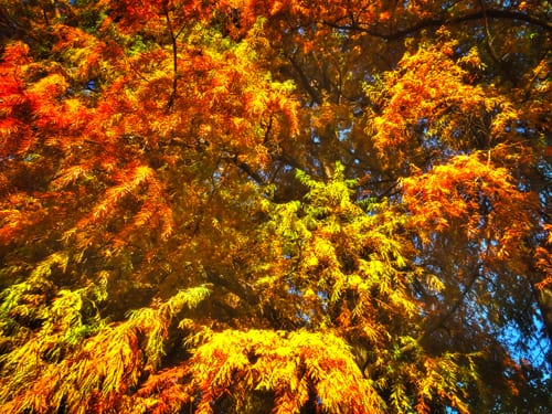 Milano, Autunno 2015, Giardini Pubblici Indro Montanelli (er)